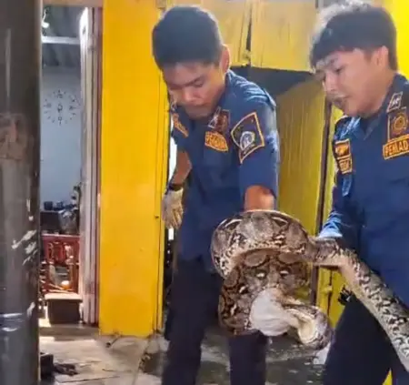 Ular Piton 3 Meter Intai Kucing Dekat Rumah, Damkar Gresik Turun Tangan Foto BeritaJatim.com