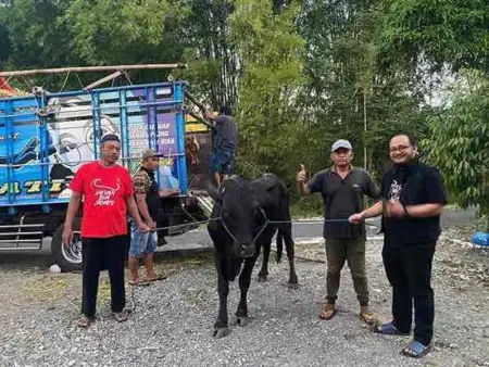 Iduladha 1447 H, PDI Perjuangan Jatim Salurkan 468 Sapi Kurban untuk Masyarakat Foto BeritaJatim.com