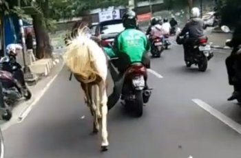 Viral! Video Abang Ojol Tuntun Seekor Kuda, Netizen Kasih Ide