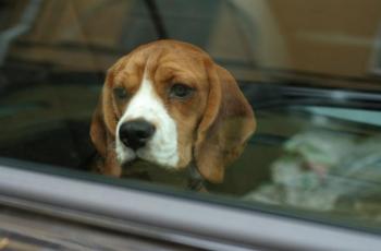 Karena Netizen, Tesla Siapkan 'Mode Anjing', Seperti Apa ya?
