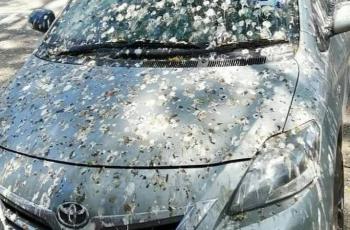 Dihujani Kotoran Burung saat Parkir, Nasib Mobil Ini Menyedihkan