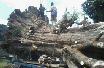 Angkut Pohon Tua Menggunakan Truk, Orang Ini Alami Hal yang Bikin Merinding