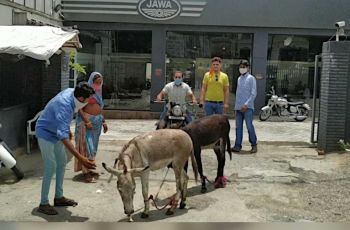 Kerap Ngadat dan Bikin Jengkel, Pemotor Ini Pakai Keledai untuk Protes