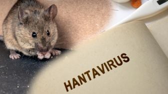 Gudang Berdebu hingga Area Perkebunan, Ini Lingkungan yang Bisa Jadi Sarang Penularan Hantavirus