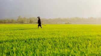 Petani di Pulau Simeulue Aceh Tunda Penanaman Padi, Kenapa?