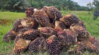 Harga Sawit Anjlok Usai Ekspor Satu Pintu, Petani Terdampak! Pemerintah Tegur 139 PKS