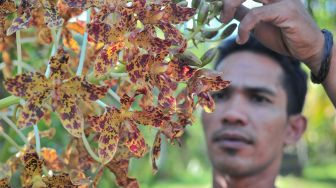 Usaha Penyelamatan Anggrek Hutan di Muarojambi